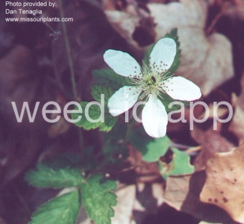 dewberry, northern